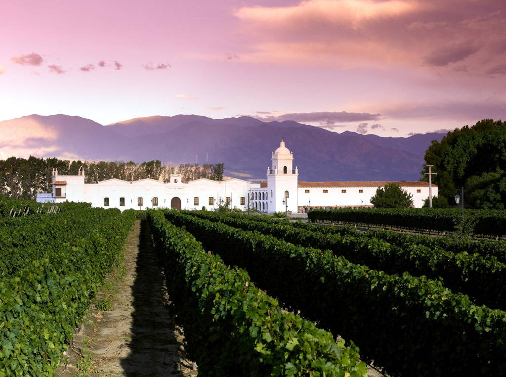 Argentina vineyard