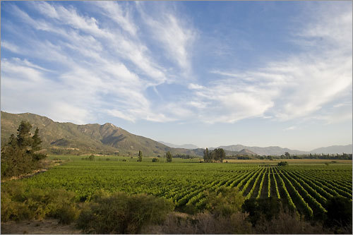 Chile vineyards