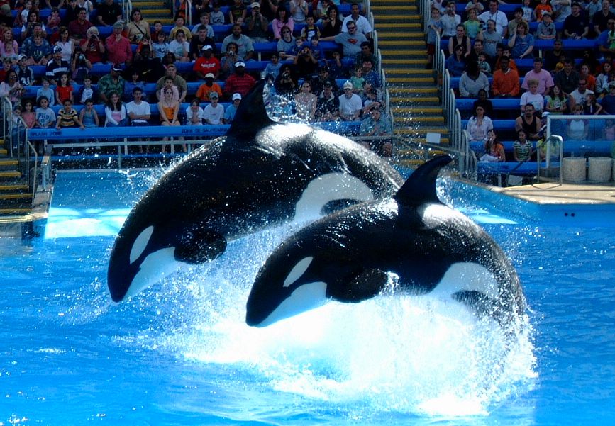 seaworld Sea World