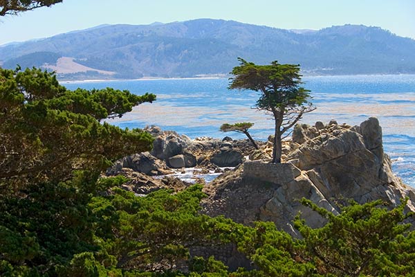 Lone_Cypress_8458 17 mile drive Lone Cypress