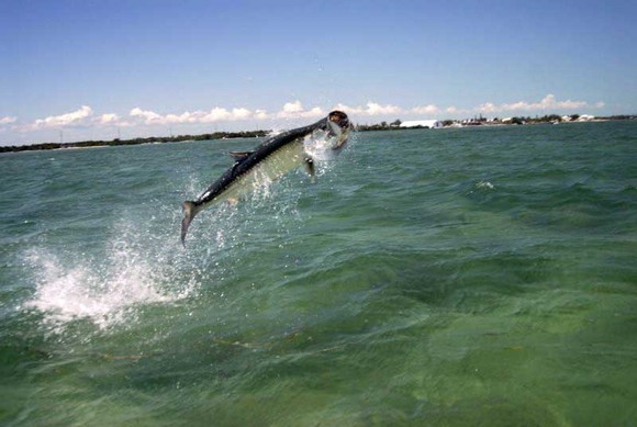 florida fishing florida fishing