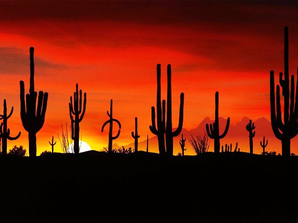 Tucson Desert