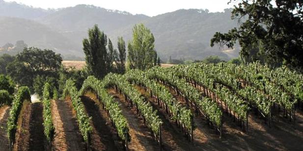hestan_vineyards Hestan Vineyards
