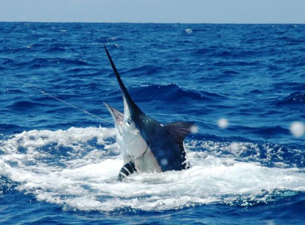 Marlin Panama Fishing Marlin Fishing Panama