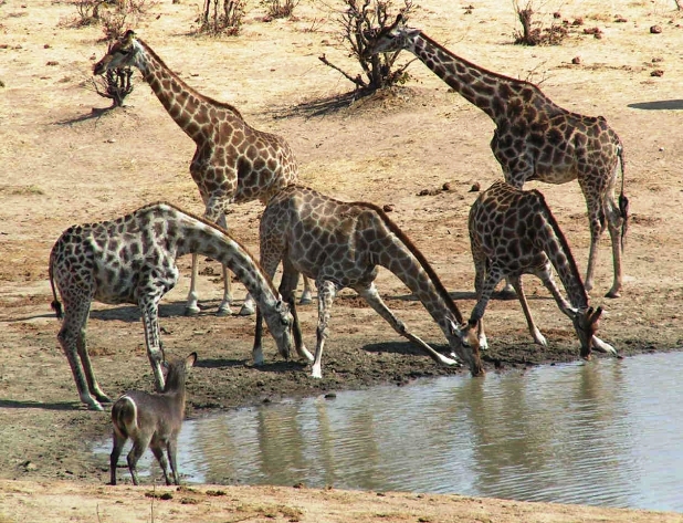 Kruger national park Kruger national park