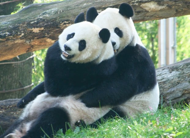 National Zoo Pandas National Zoo Pandas Washington DC
