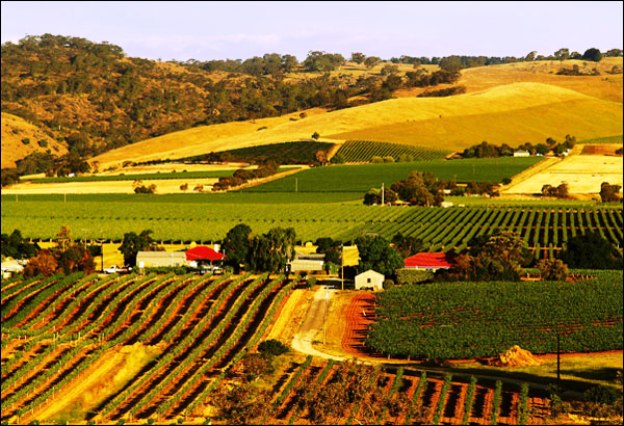 Barossa views