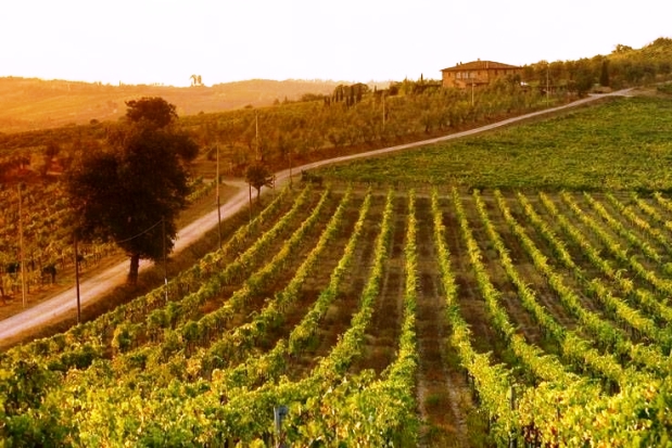 Campania wines Italy Campania wines Italy