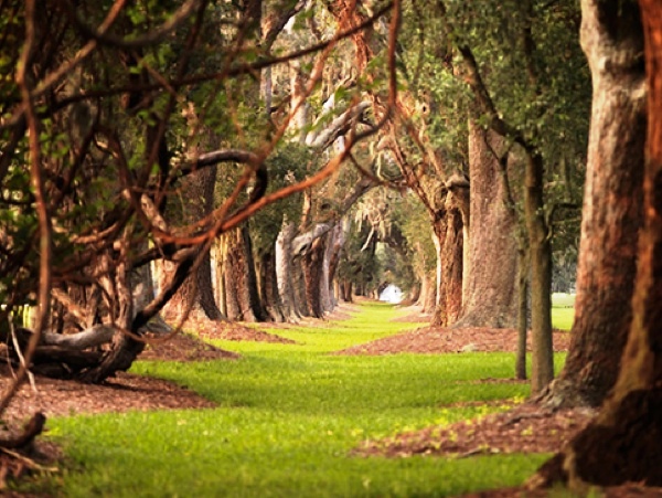 Sea Island Georgia Trees Sea Island Georgia Trees