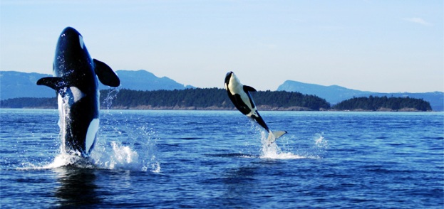 Washington The San Juan Islands whales
