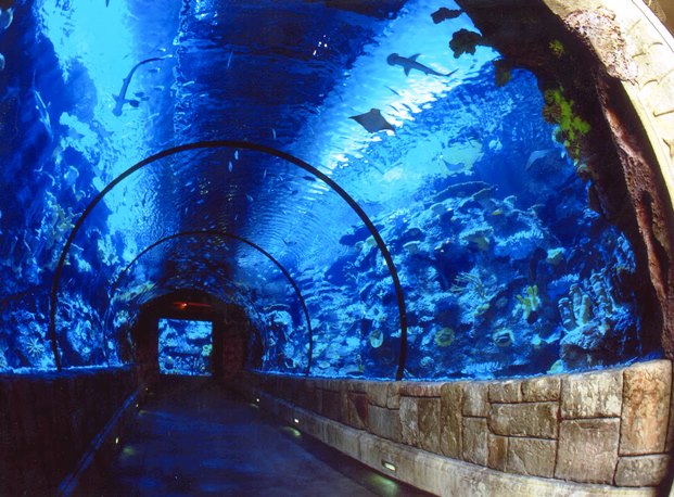 Mandalay Bay Shark Tank