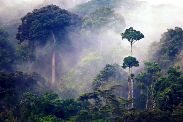 Nyungwe National Park Nyungwe National Park Rwanda