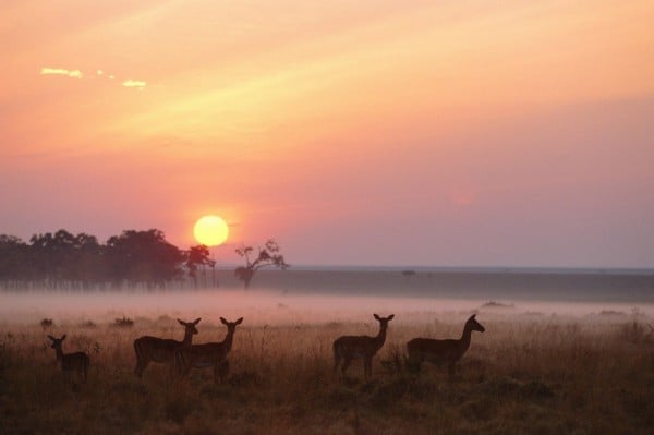 Masai mara national reserve Kenya