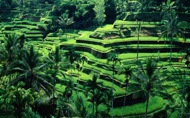 Bali beautiful nature