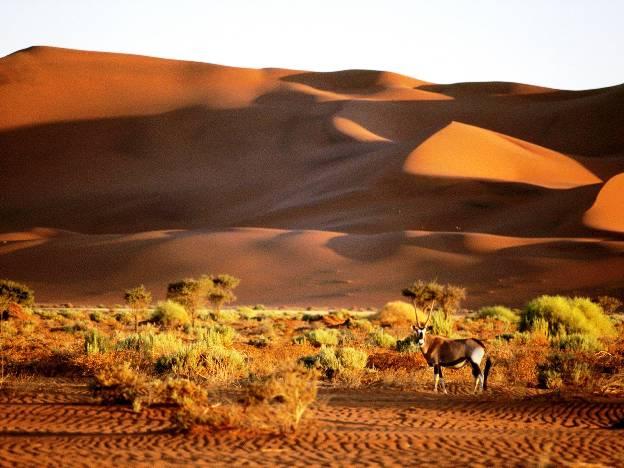 Namibia desert Africa