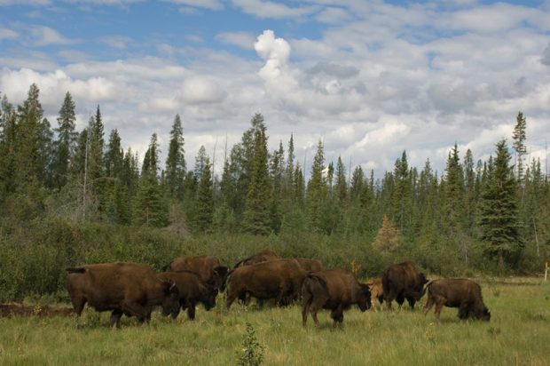 Wood Buffalo National Park buffalo