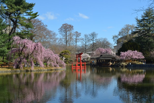 Brooklyn botanical gardens