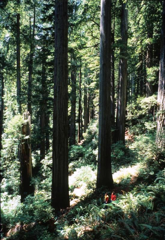Hikers in the Redwoods