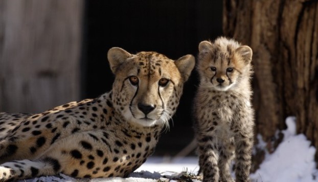 national zoo cheetahs