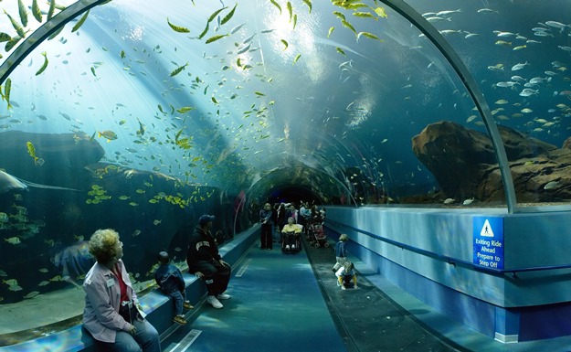 Georgia Aquarium Ocean Voyager Tunnel