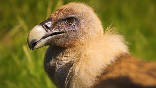 Griffon Vultures of Cres 