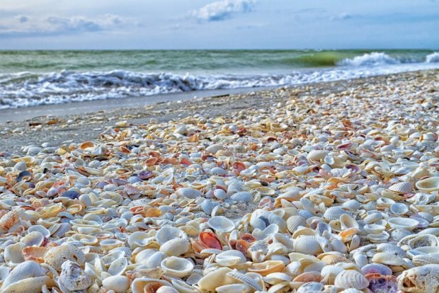 shelling tours on sanibel island