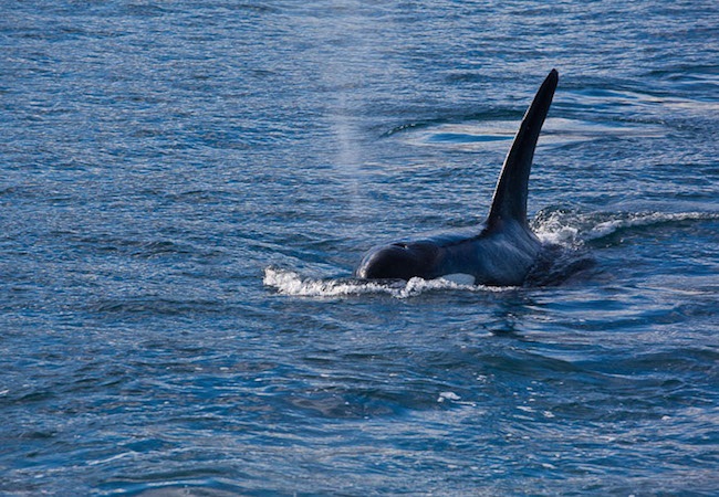Whale-watching 