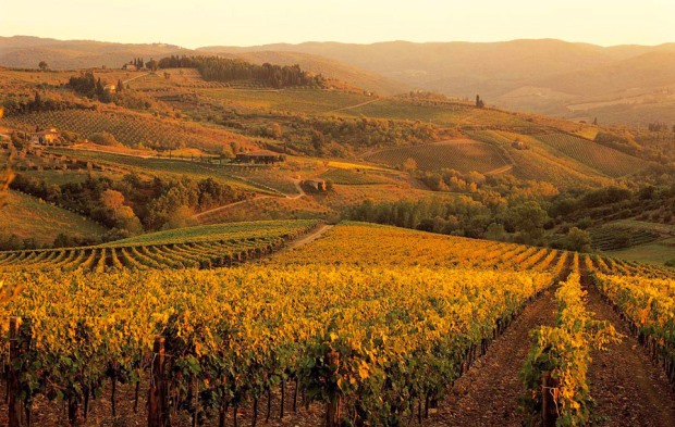 Tuscany vineyards