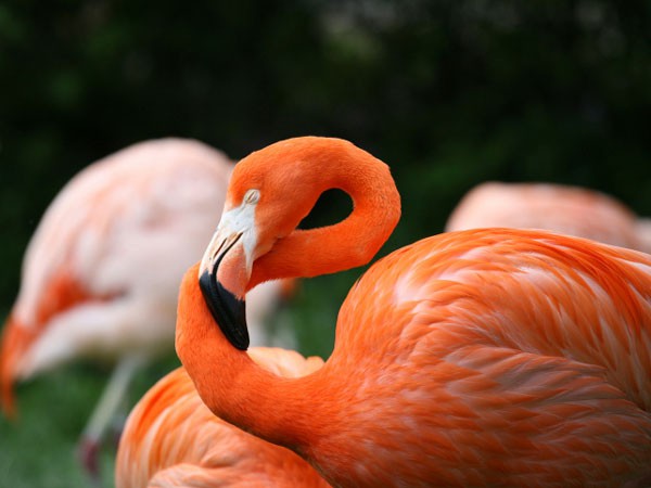 Riviera maya wildlife