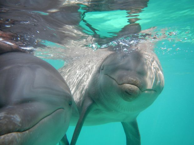 Cancun Mexico swim with the dolphins